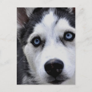 Blue Eyed Husky  Postcard