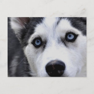 Blue Eyed Husky  Postcard