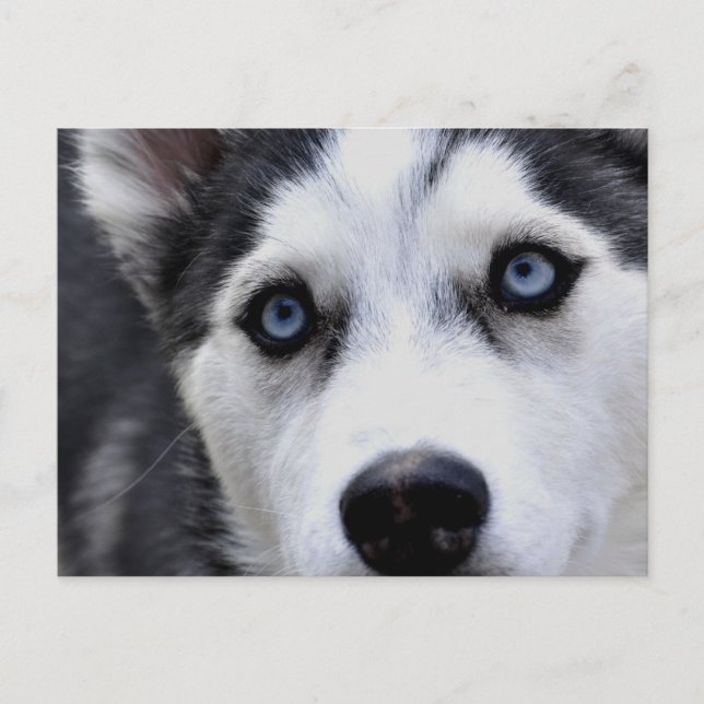 Blue Eyed Husky  Postcard (Front)