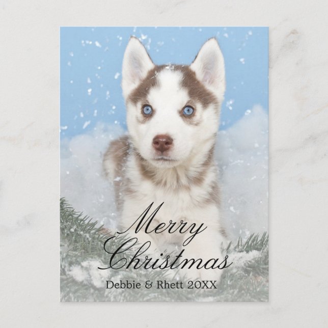 Blue eyed husky puppy sitting in snow holiday postcard (Front)