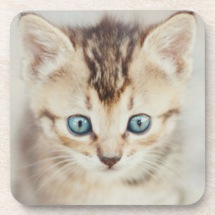 Blue Eyed Kitty Coaster