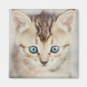 Blue Eyed Kitty Magnet