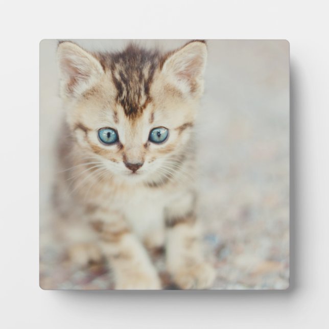 Blue Eyed Kitty Plaque (Front)