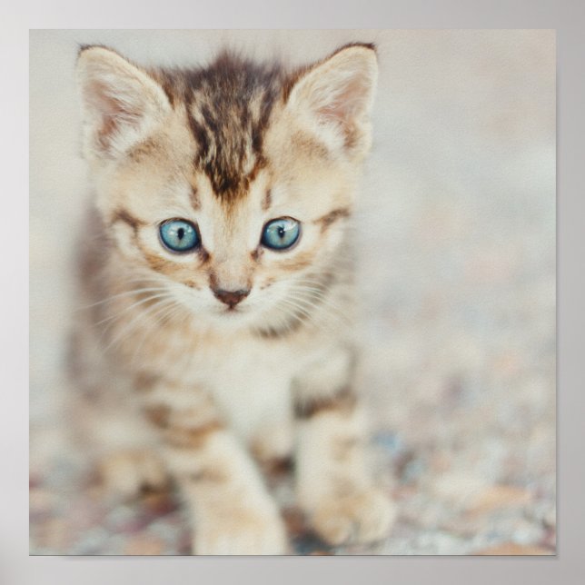 Blue Eyed Kitty Poster (Front)
