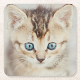 Blue Eyed Kitty Square Paper Coaster