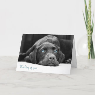 Blue Eyed Labrador Black And White Photo Cards