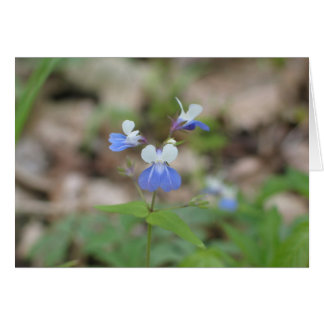 Blue-eyed Mary