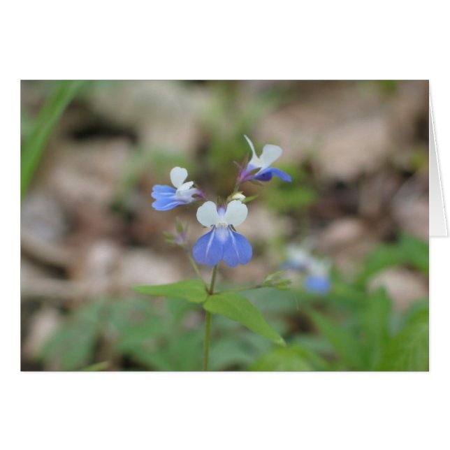 Blue-eyed Mary (Front Horizontal)