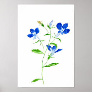 blue eyed Mary flower Poster