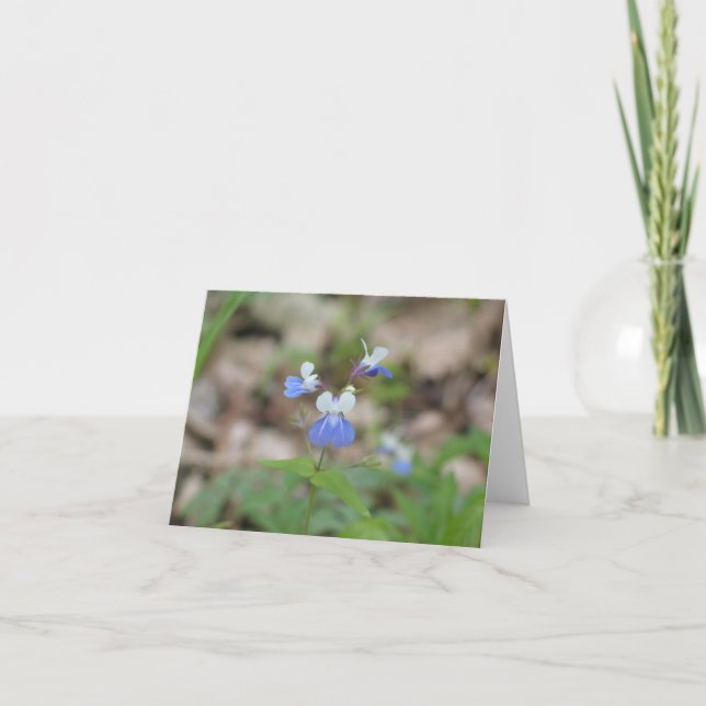 Blue-eyed Mary Notecard (Front)