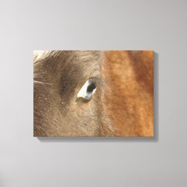 Blue Eyed Mini Filly Canvas Print (Front)