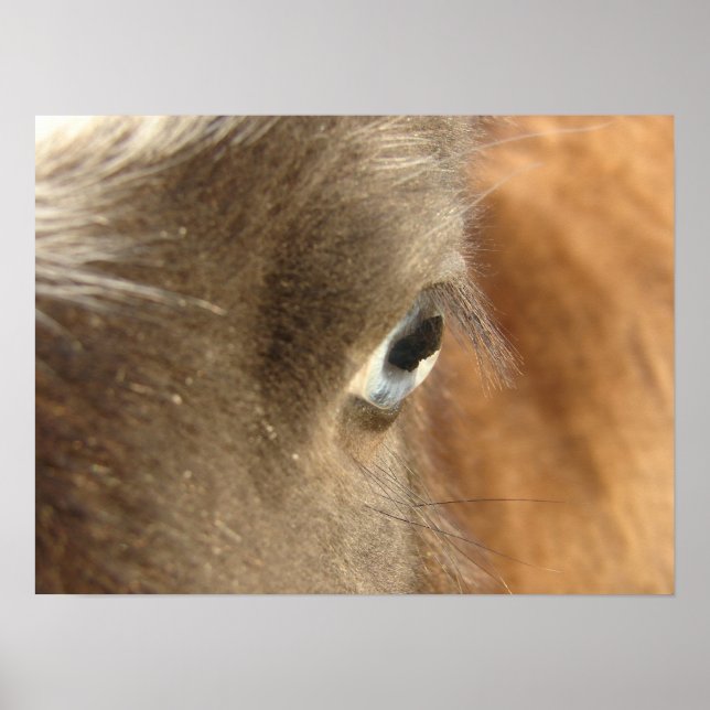 Blue Eyed Mini Filly Closeup Photography Poster (Front)