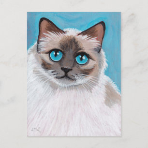 Blue Eyed Ragdoll Cat Portrait Postcard