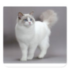 Blue-Eyed Ragdoll Cat Purfection