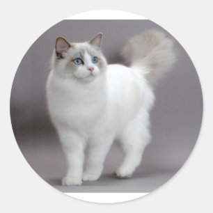 Blue-Eyed Ragdoll Cat Purfection Classic Round Sticker