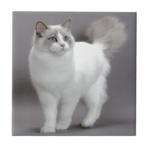 Blue-Eyed Ragdoll Cat Purfection Tile
