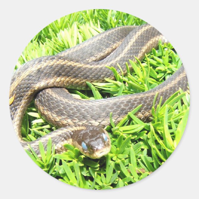 Blue Eyed Snake ~ sticker (Front)