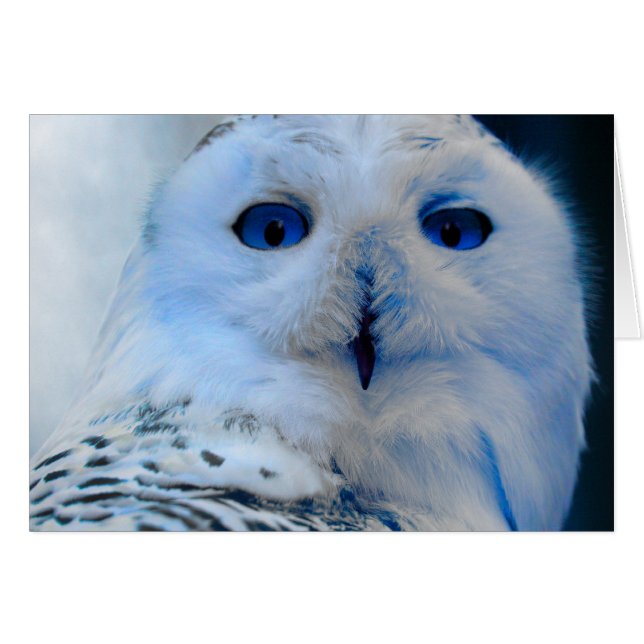 Blue Eyed Snow Owl (Front Horizontal)
