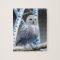 Blue-eyed Snow Owl