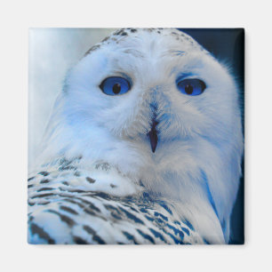 Blue Eyed Snow Owl Magnet