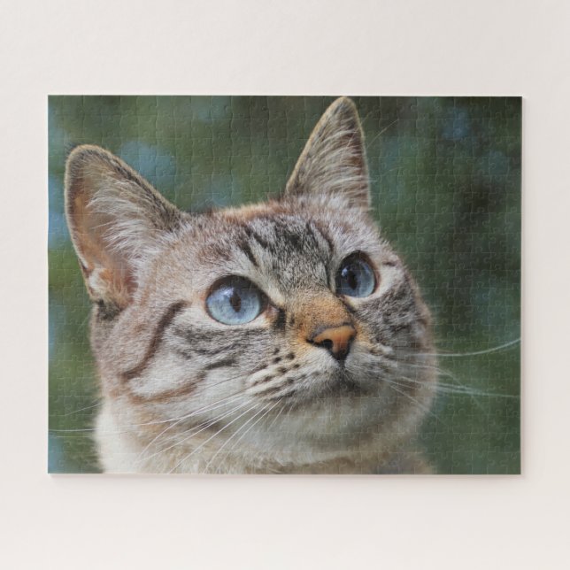 Blue Eyed Tabby Cat Jigsaw Puzzle (Horizontal)