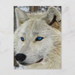 Blue Eyed White Wolf Postcard