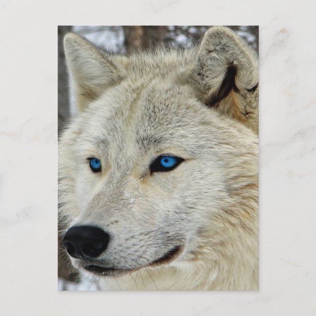 Blue Eyed White Wolf Postcard (Front)