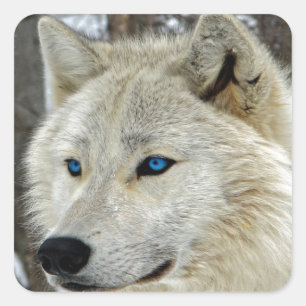 Blue Eyed White Wolf Square Stickers