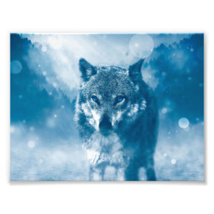 Blue eyed wolf photo print