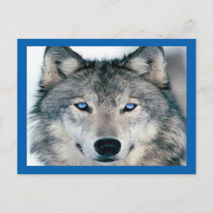 Blue Eyed Wolf Postcard