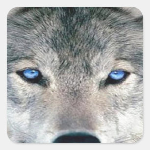 Blue Eyed Wolf Square Sticker