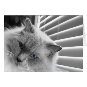 Blue Eyes