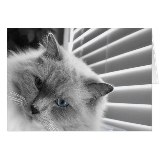 Blue Eyes (Front Horizontal)