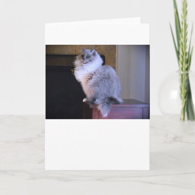 Blue Eyes, card (Front)