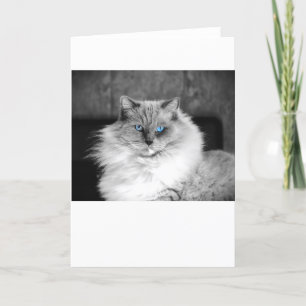 Blue Eyes, card