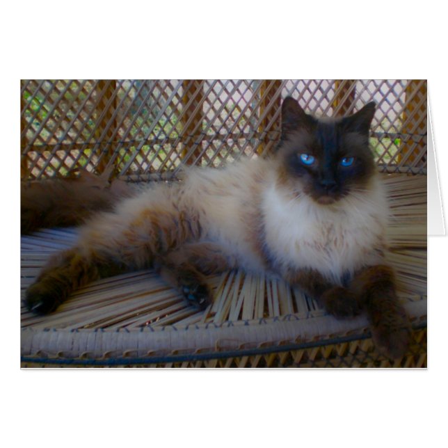 Blue Eyes Kitty Collection (Front Horizontal)