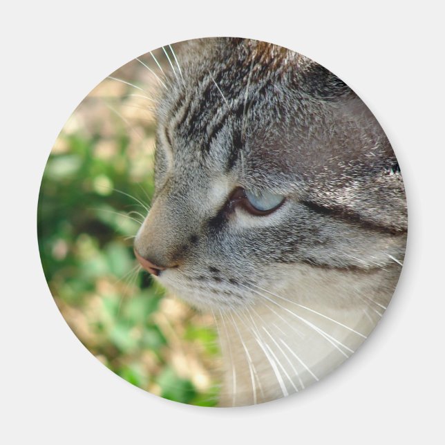 Blue Eyes Kitty Magnet (Front)