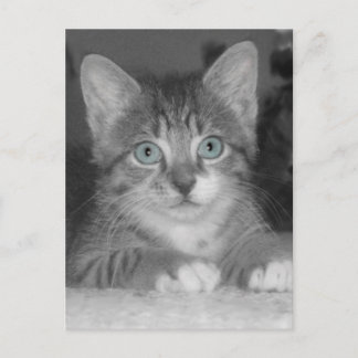 Blue Eyes Postcard