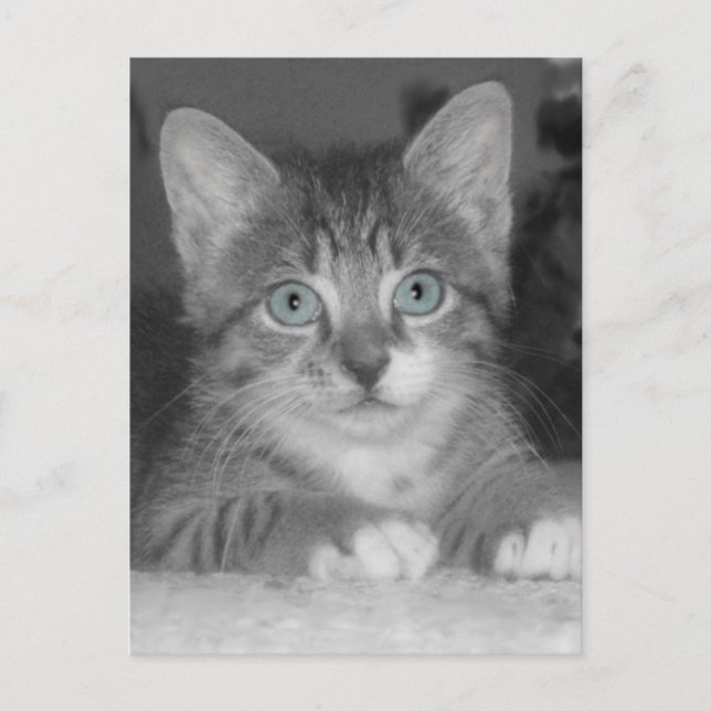 Blue Eyes Postcard (Front)