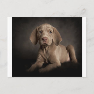 Blue eyes postcard