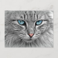 Blue eyes postcard