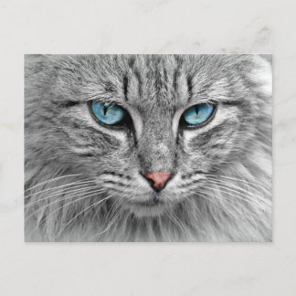 Blue eyes postcard