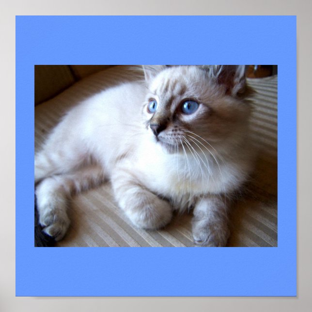blue eyes Poster (Front)