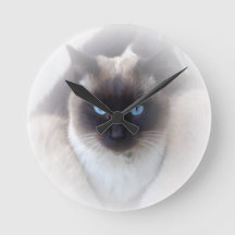 Blue eyes siamese cat