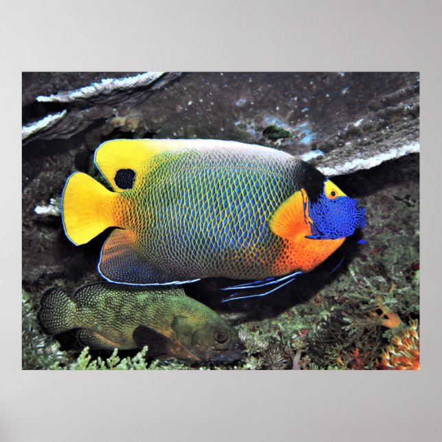 Blue Face Angelfish Poster (Front)