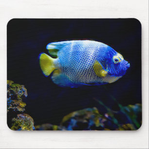 Blue-faced angelfish, fish, underwater mouse mat