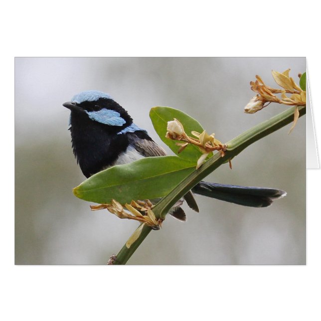 Blue Fairy Wren (Front Horizontal)