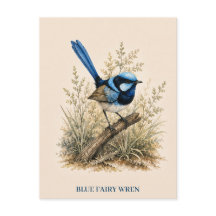 Blue Fairy Wren Postcard | Bush Edition
