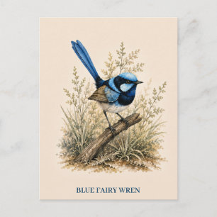Blue Fairy Wren Postcard Bush Edition