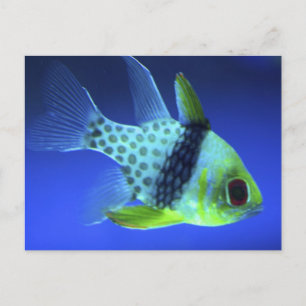 Blue Fish Postcard